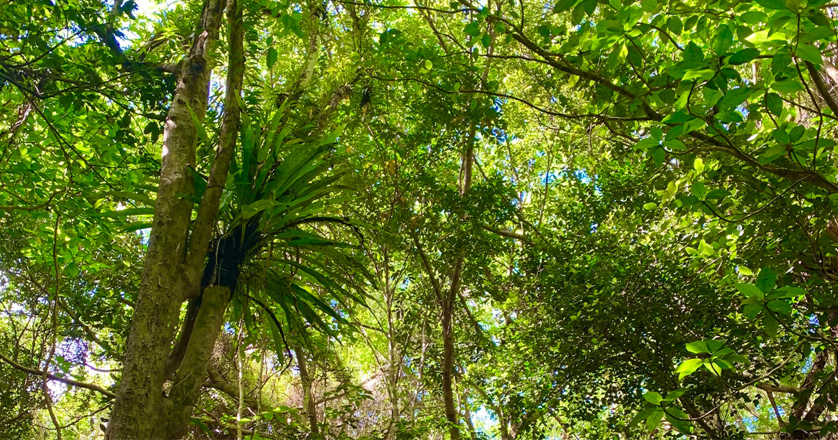 Island Journey Guam Co.イメージ画像